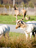 White Fallow Deer Buck