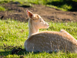 Fallow Deer Fawn