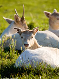 White Fallow Deer
