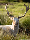 White Fallow Deer Buck
