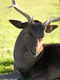 Fallow Deer Buck