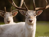 Fallow Deer Bucks