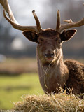 Fallow Deer Buck