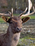 Fallow Deer Buck