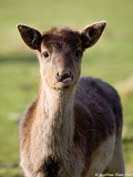 Fallow Deer Fawn