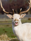 Fallow Deer Buck