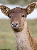 Fallow Deer