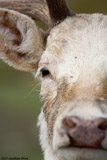 White Fallow Deer Buck