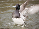 Lesser Scaup