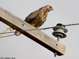 Rough Legged Hawk