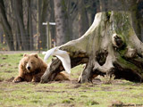 Brown Bear