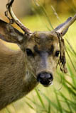 Mule Deer Buck
