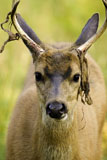 Mule Deer Buck