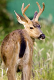 Mule Deer Buck
