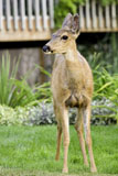 Mule Deer Doe