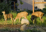 Mule Deer & Fawn