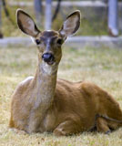 Mule Deer Doe