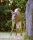Mule Deer Doe