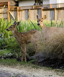 Mule Deer & Fawn