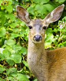Mule Deer Doe