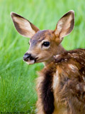 Mule Deer Fawn