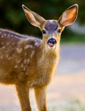 Mule Deer Fawn