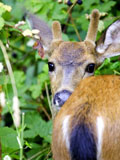 Mule Deer Buck