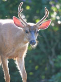 Mule Deer Buck