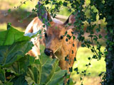 Mule Deer Doe