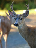 Mule Deer Buck