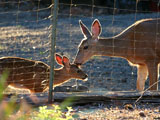 Mule Deer & Fawn