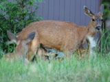 Mule Deer & Fawns