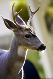 Mule Deer Buck
