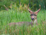Mule Deer Buck