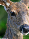 Mule Deer Doe