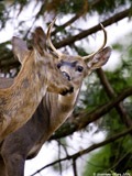 Mule Deer Buck