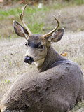 Mule Deer Buck