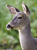 Mule Deer Doe