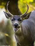 Mule Deer Buck