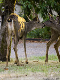 Mule Deer Buck
