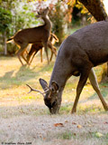 Mule Deer Buck