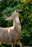 Mule Deer Buck