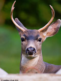 Mule Deer Buck