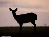Mule Deer
