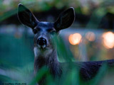 Mule Deer