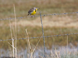 Western Meadowlark