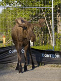 Moose Bull