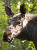 Moose Bull