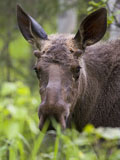 Moose Bull