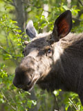 Annoyed Moose Bull